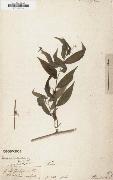Alexander von Humboldt Panicum ruscifolium painting